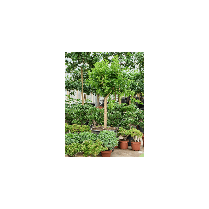 Murraya paniculata