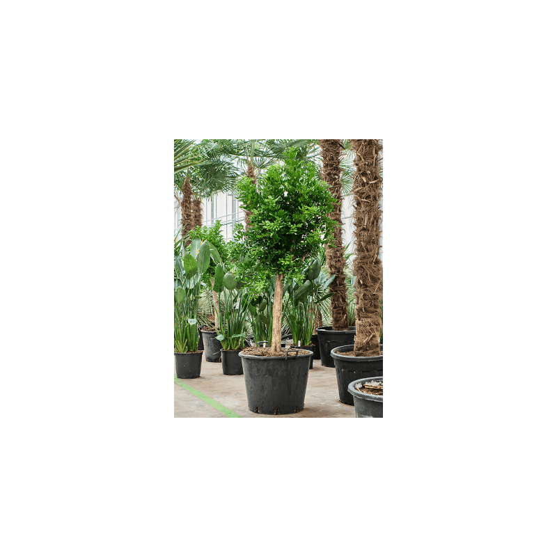 Murraya paniculata
