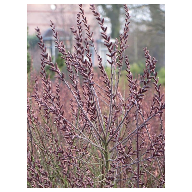 Myrica gale