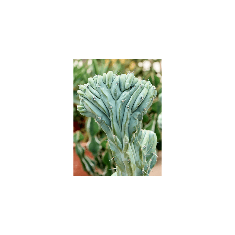 Myrtillocactus Cristata vertakt