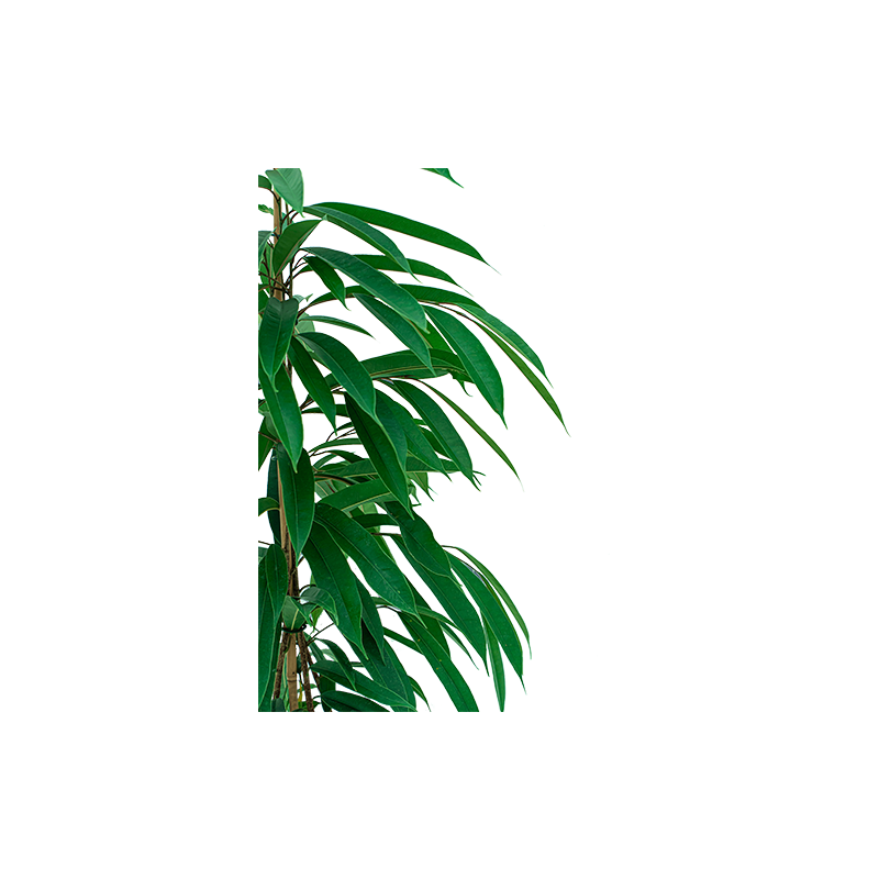 Ficus Amstel King in watergevende Cararo antraciet