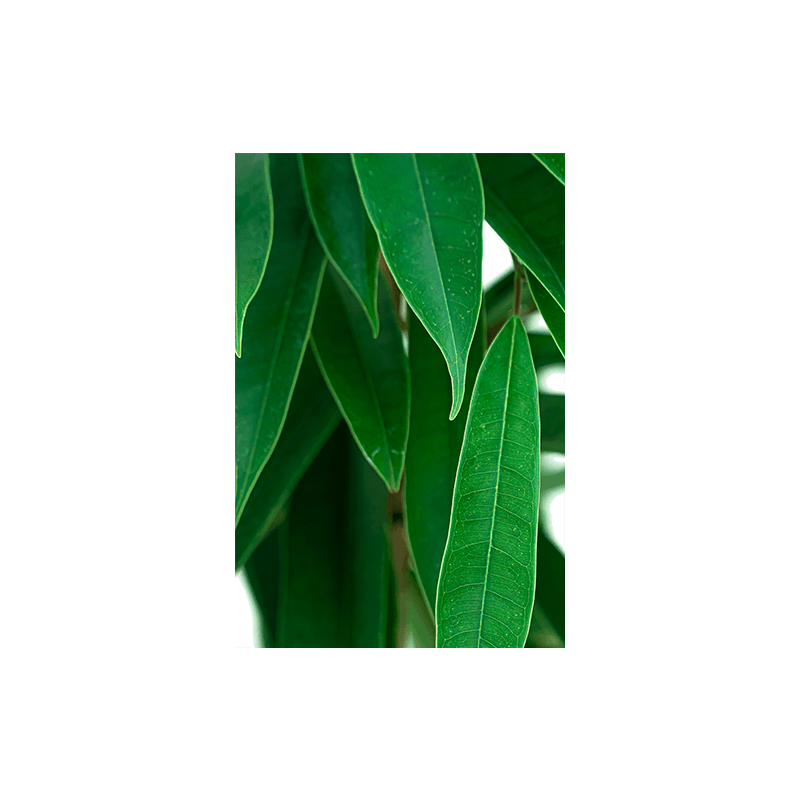 Ficus Amstel King hydrocultuur in Runner vierkant wit