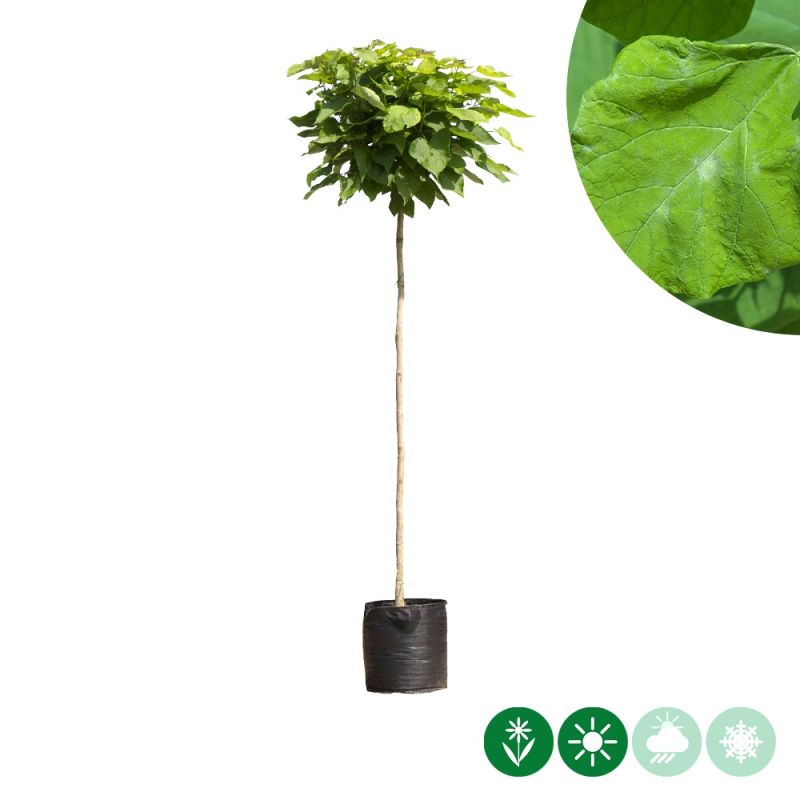 Catalpa Nana