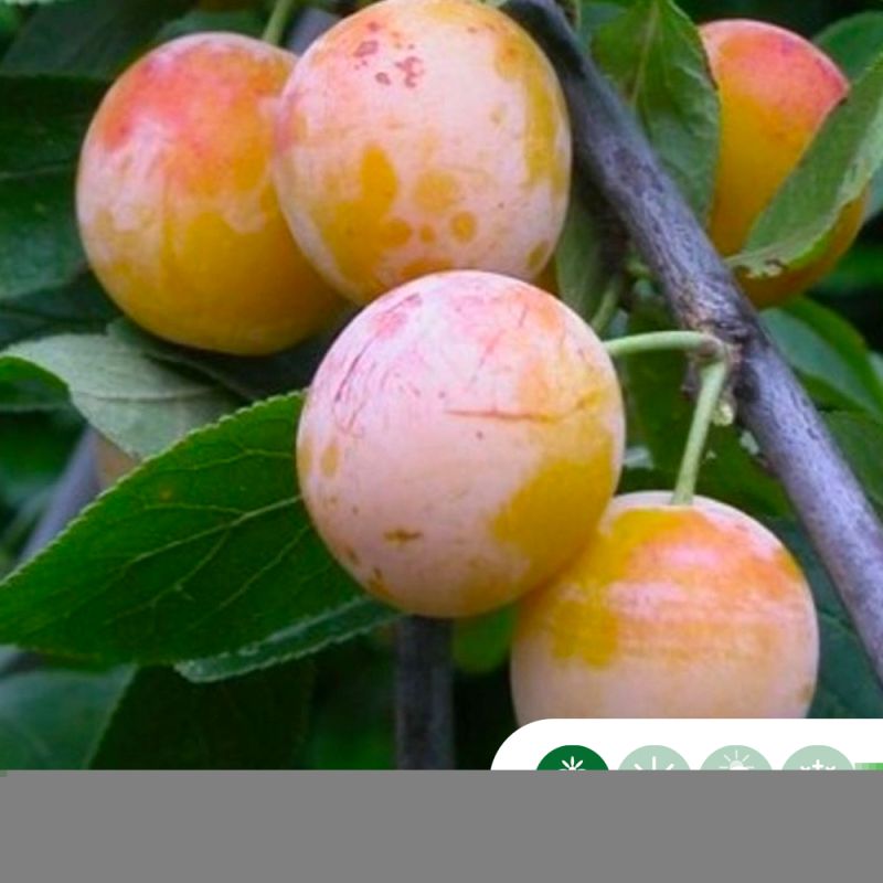 Prunus Mirabelle de Nancy