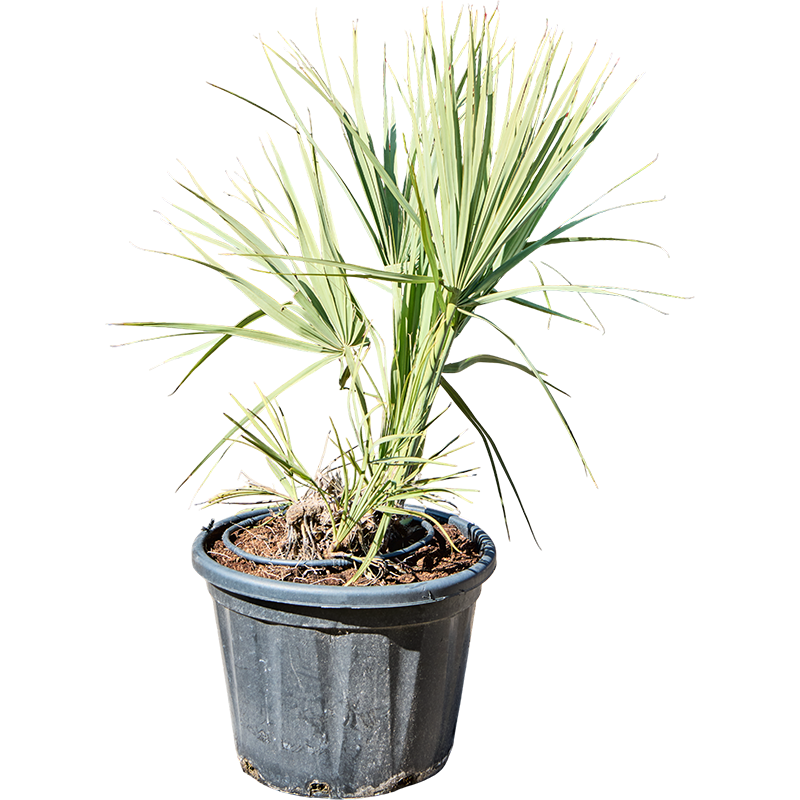 Nannorrhops ritchiana