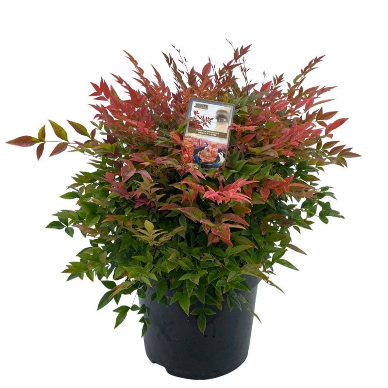 Nandina Obsessed