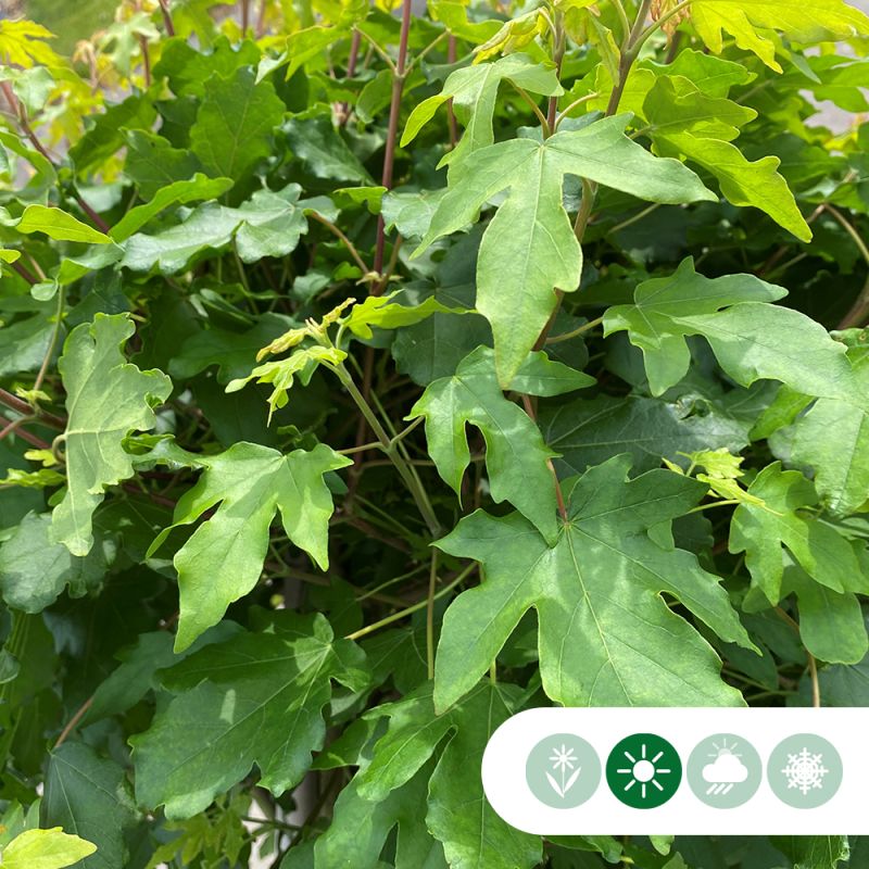 Acer Nanum - bolboom