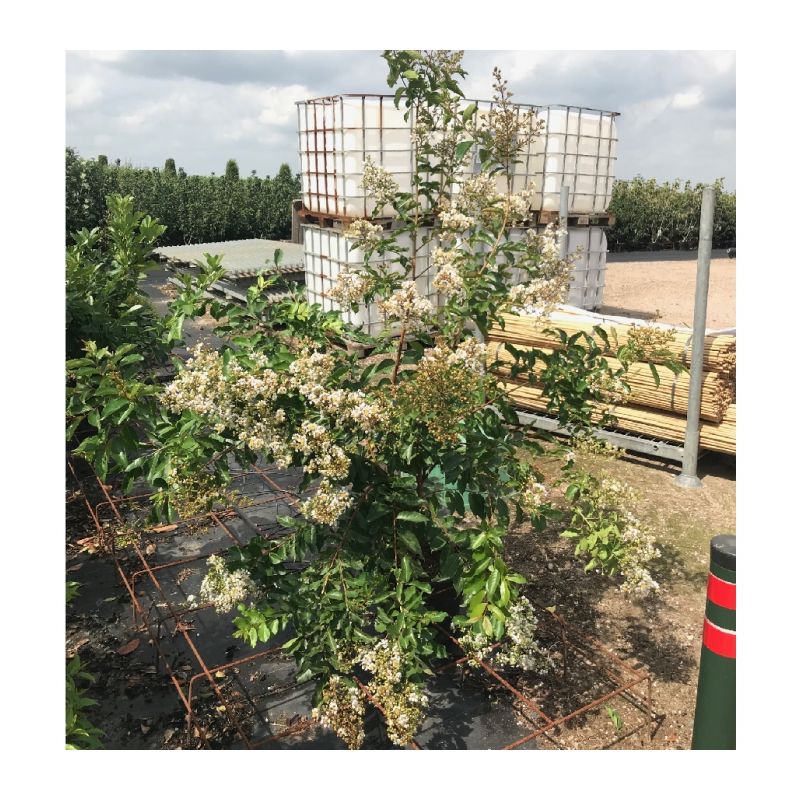 Lagerstroemia Natchez - solitair