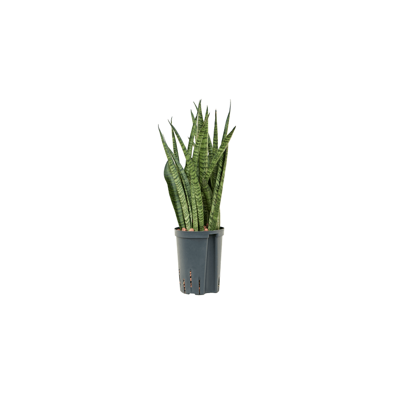 Sansevieria Narrow
