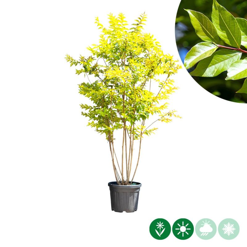 Lagerstroemia Natchez - meerstammig