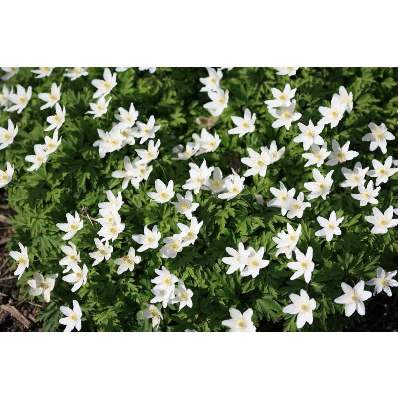 Anemone nemorosa