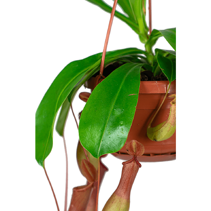 Nepenthes Alata