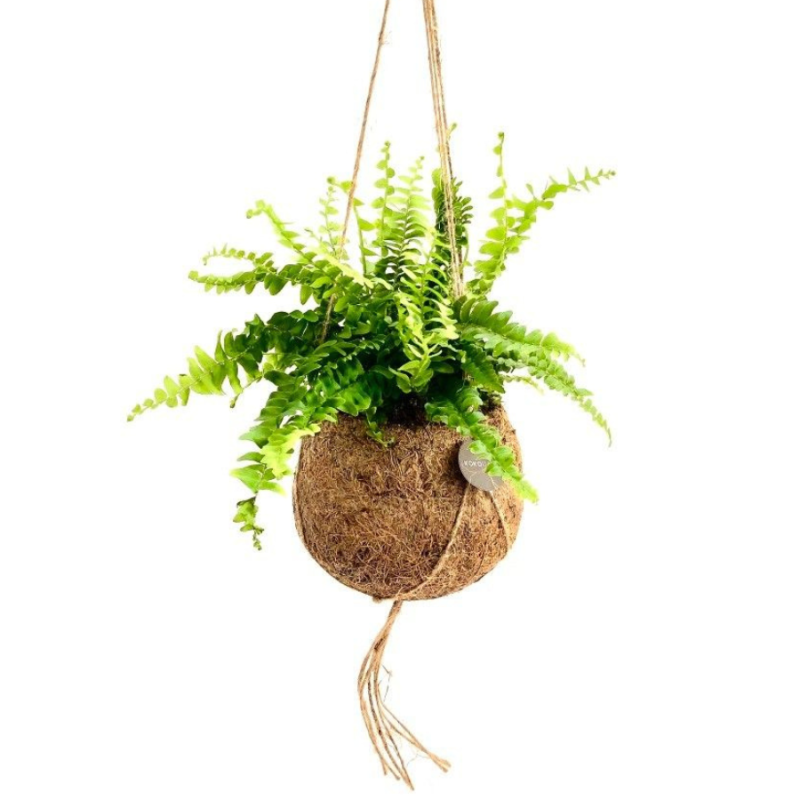 Nephrolepis in Kokodama
