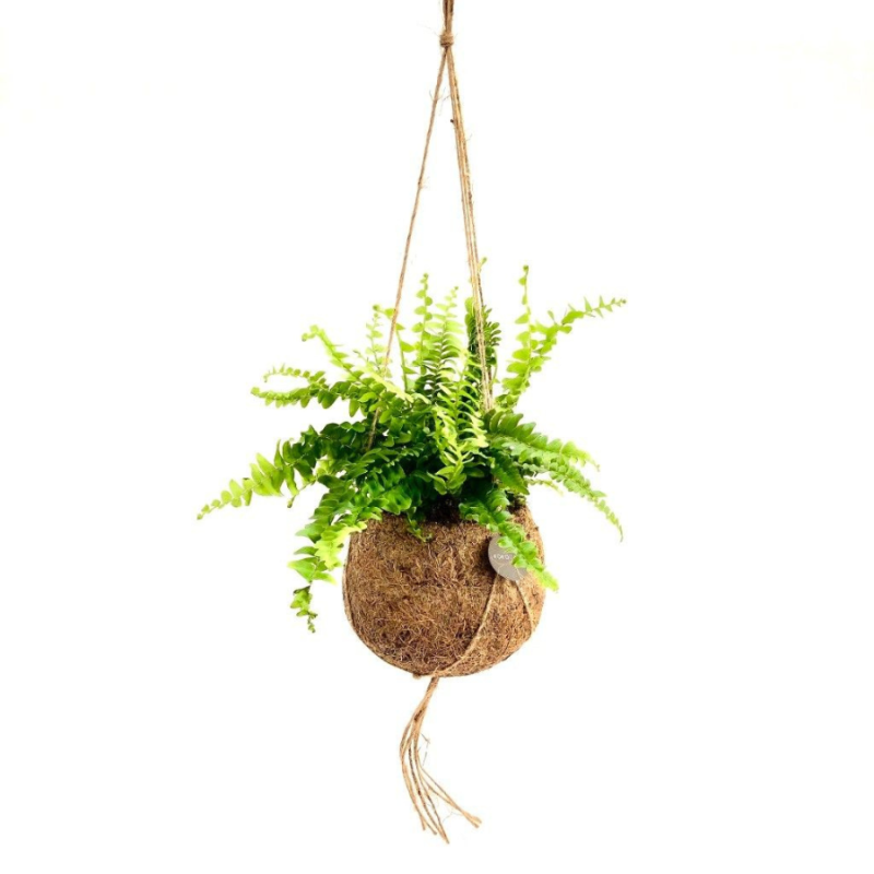 Nephrolepis in Kokodama