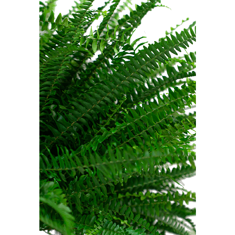 Nephrolepis Green Lady
