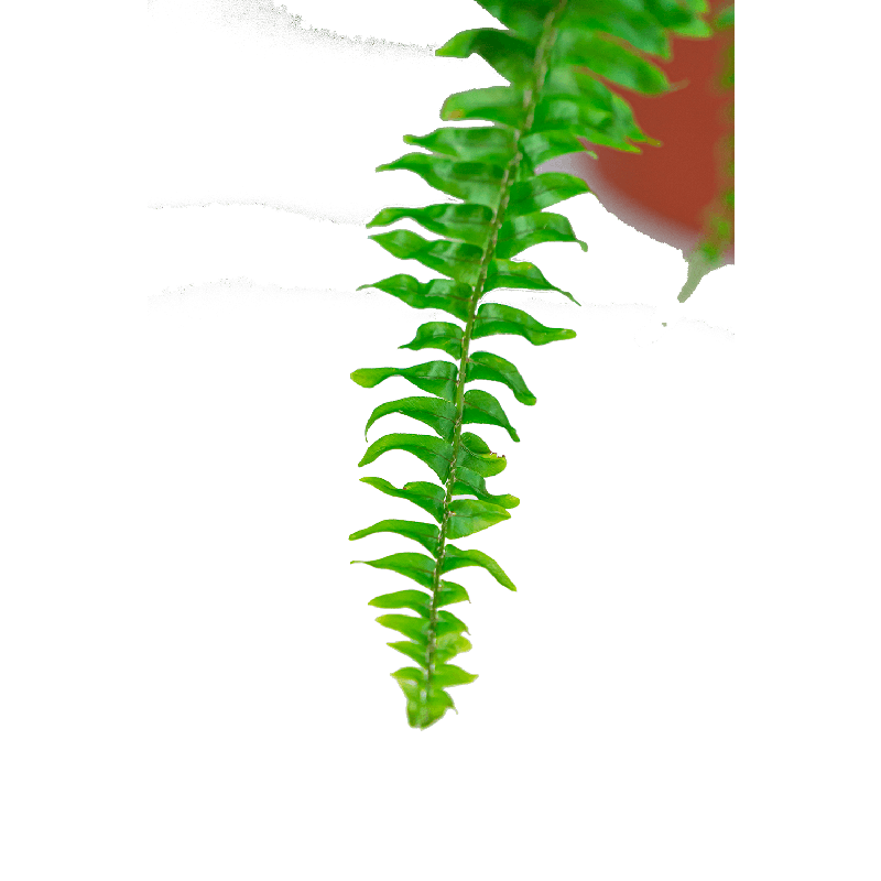 Nephrolepis Green Lady