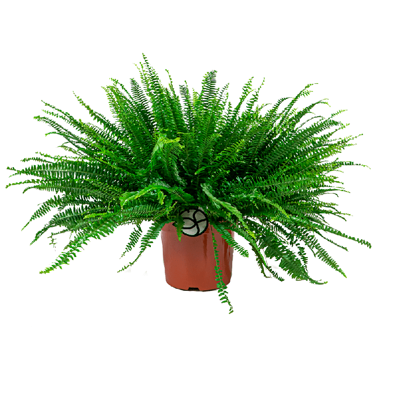Nephrolepis Green Lady