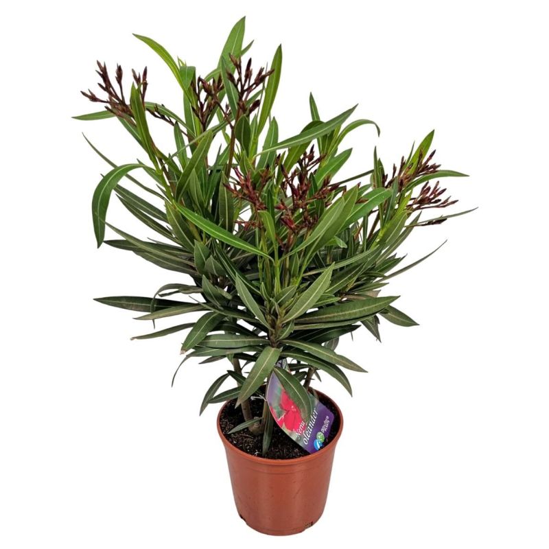 Nerium oleander rood