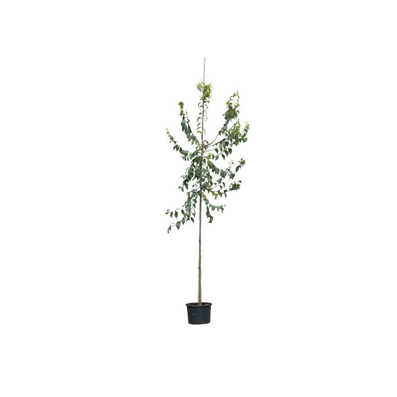 Celtis australis 