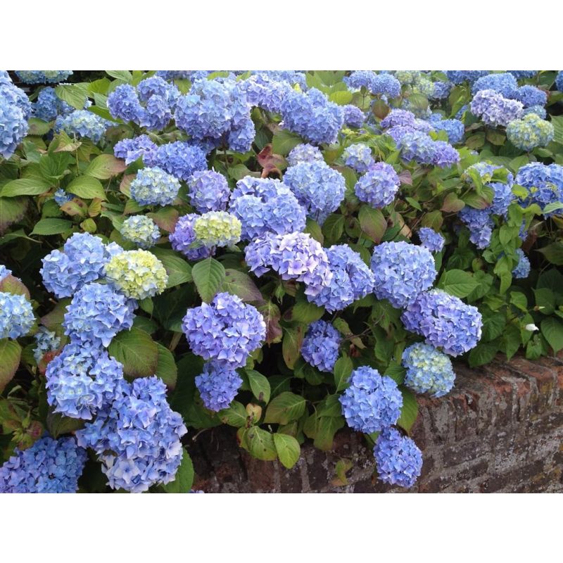 Hydrangea Nikko Blue