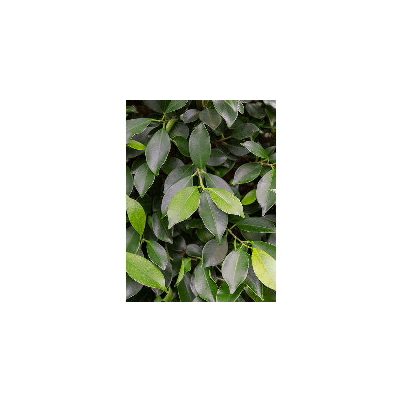 Ficus Nitida op stam