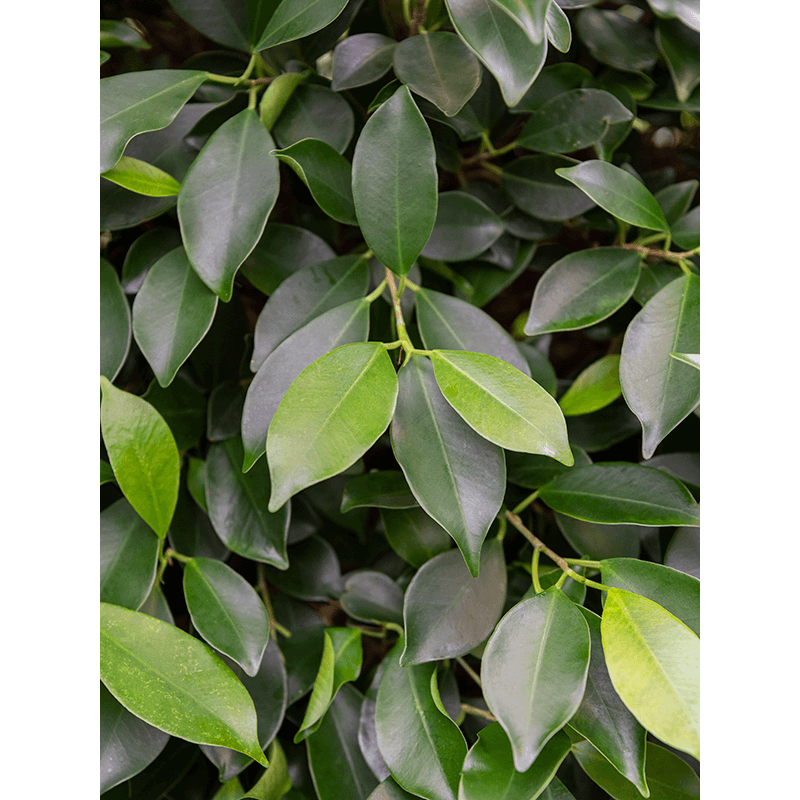 Ficus Nitida vertakt 