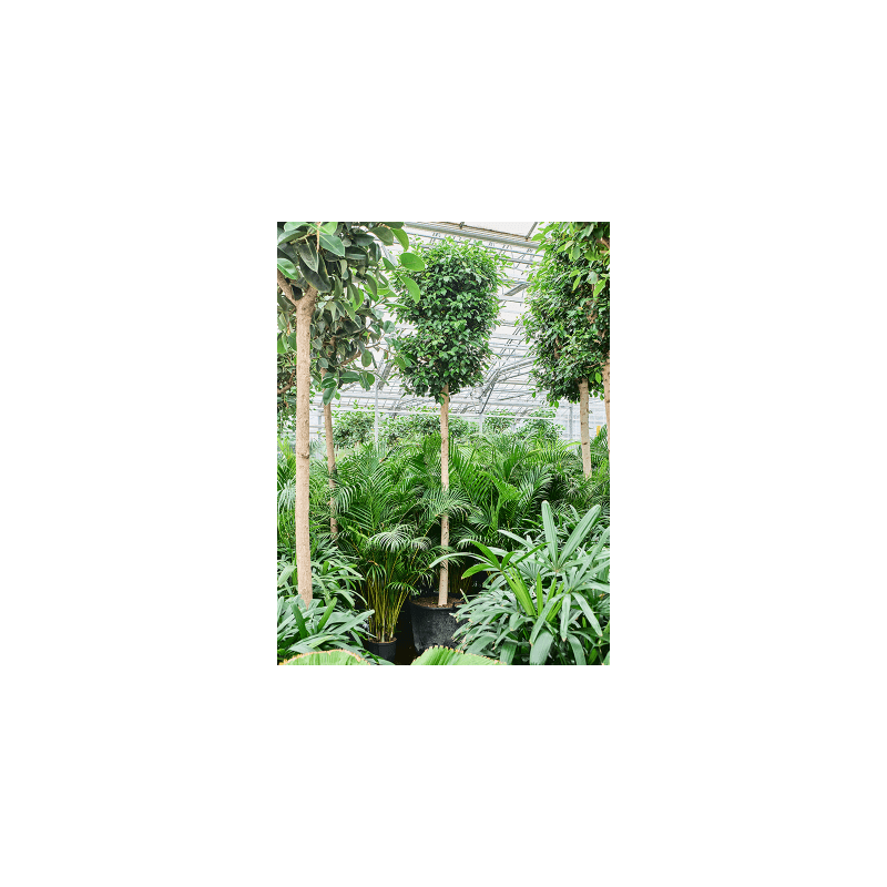 Ficus Nitida op stam