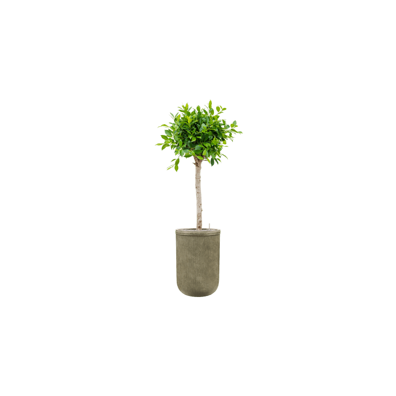 Ficus Nitida op stam