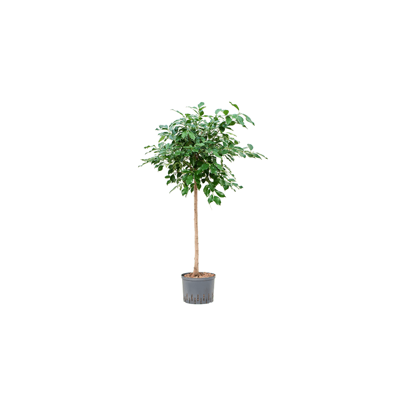 Ficus Nitida op stam