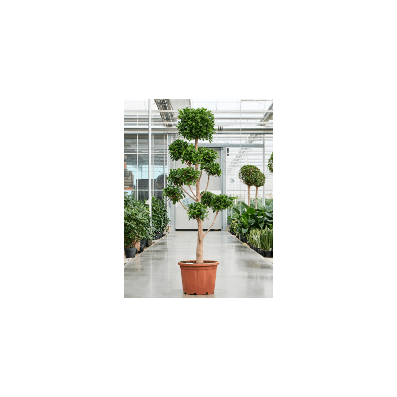 Ficus Nitida pon pon