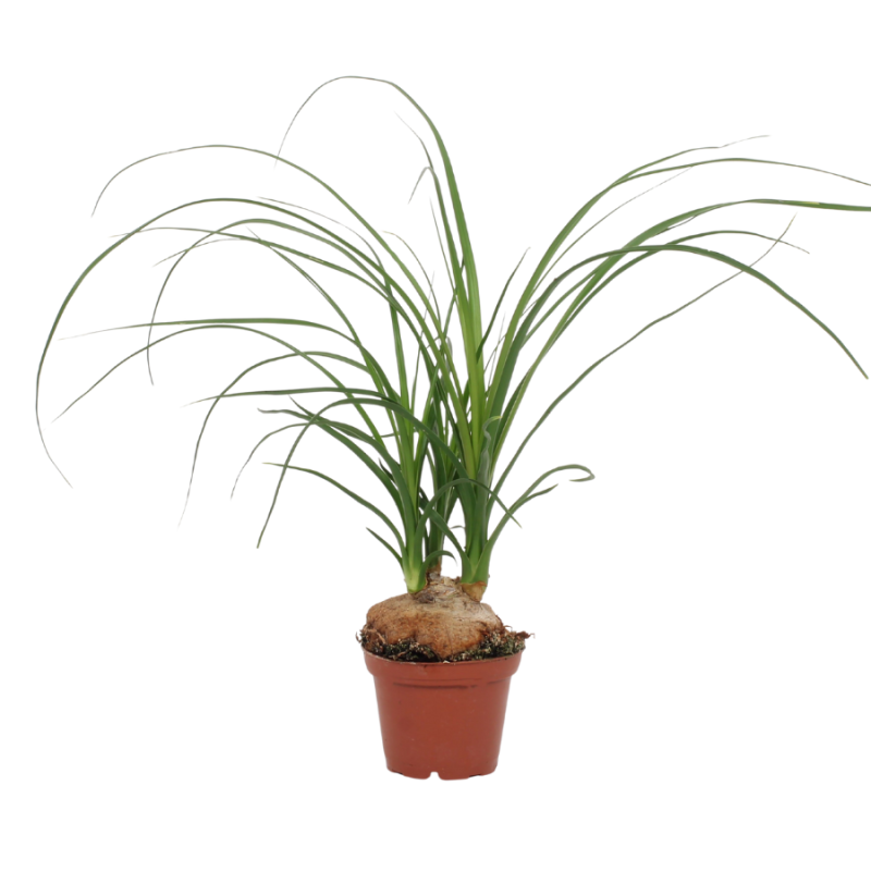 Nolina recurvata