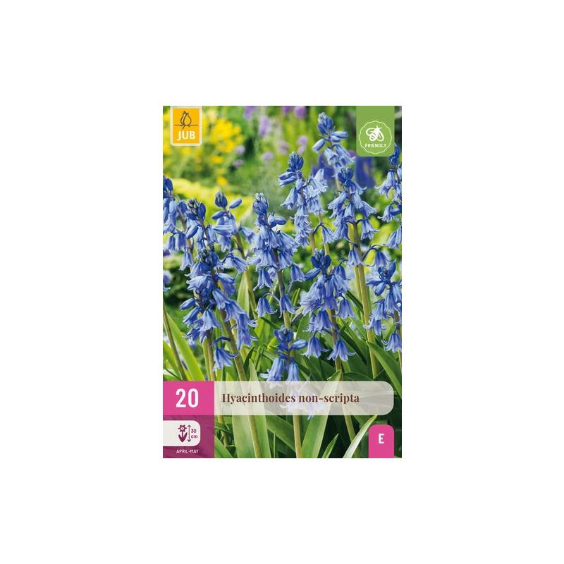 Hyacinthoides Non-Scripta - 20 stuks