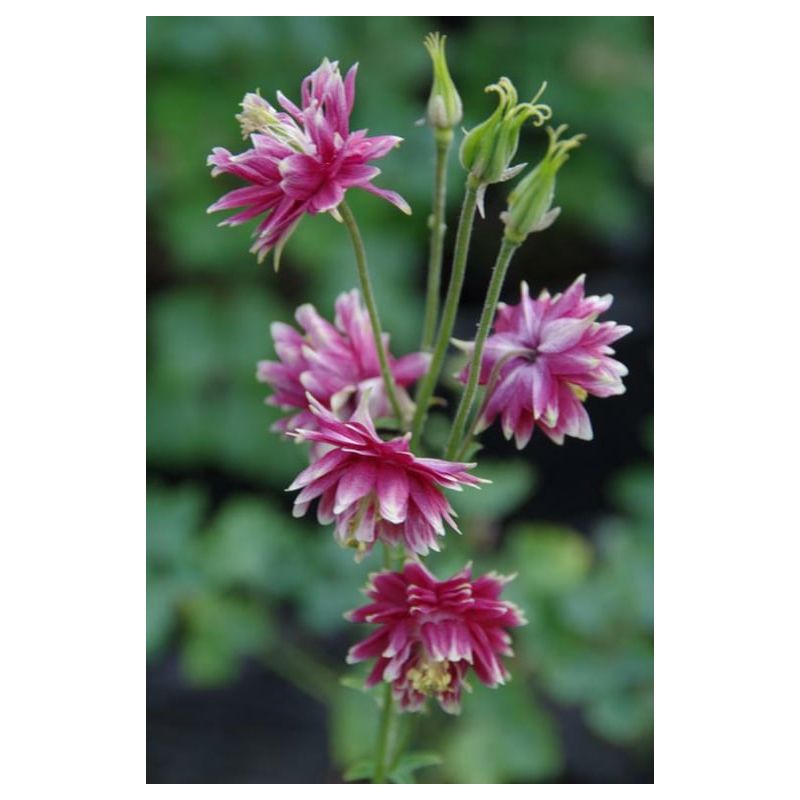 Aquilegia Nora Barlow