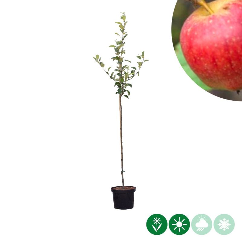 Malus Notarisappel