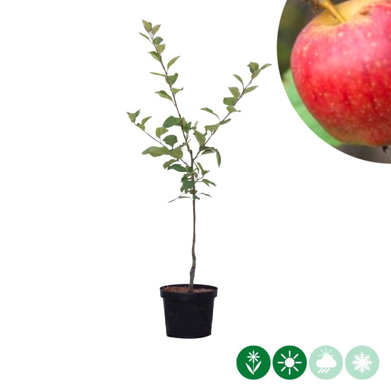Malus Notarisappel