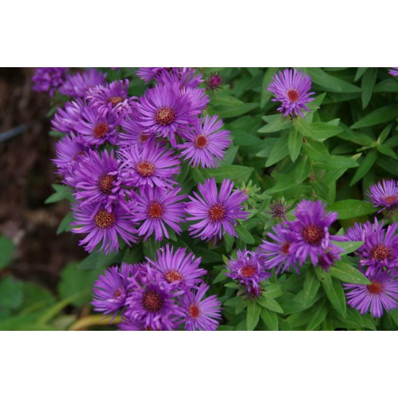 Aster Purple Dome
