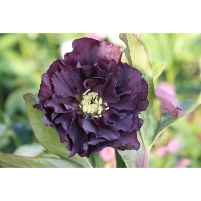 Helleborus Double Ellen Purple