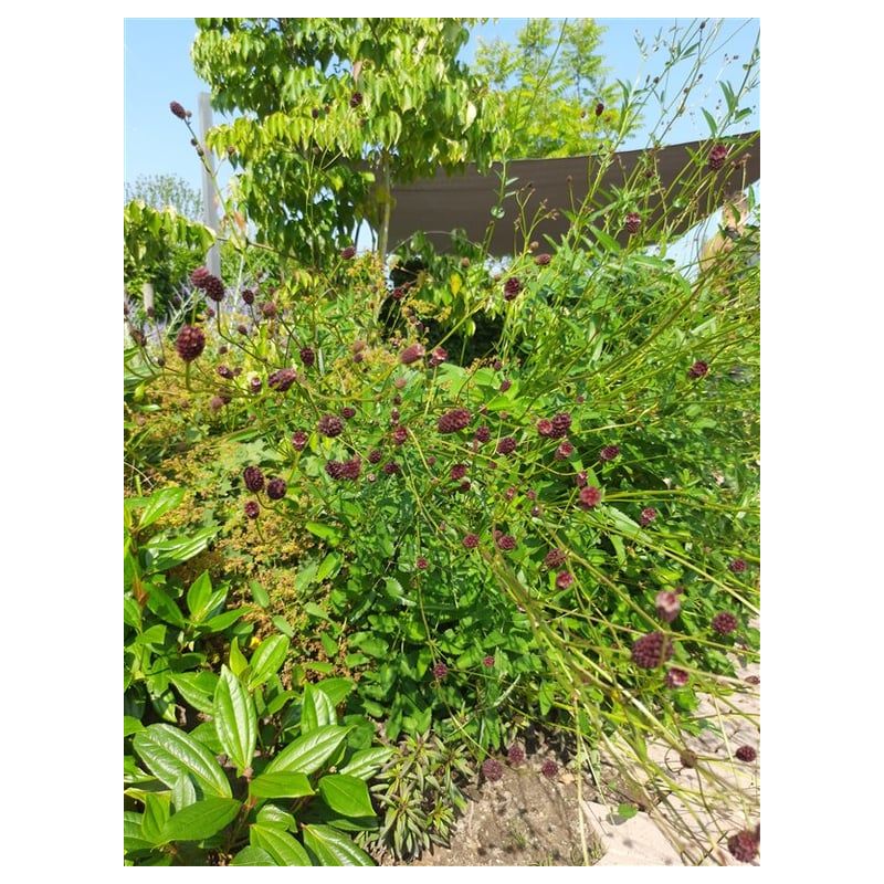 Sanguisorba Tanna