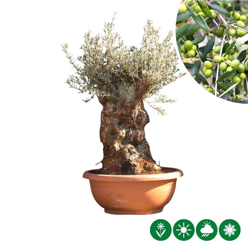 Olea europaea - bonsai 