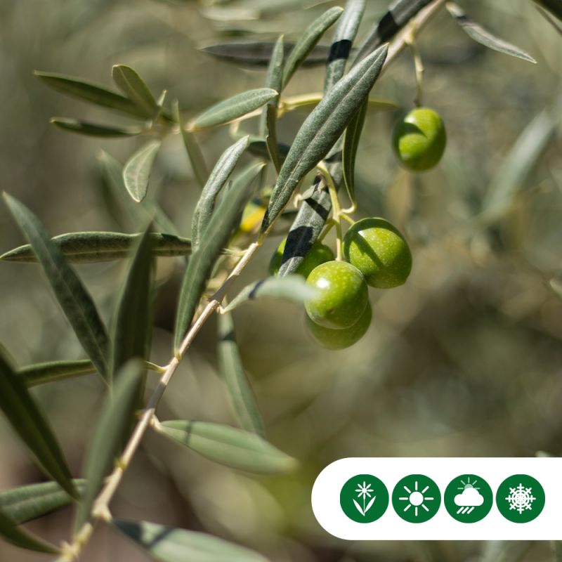 Olea europaea - bolboom