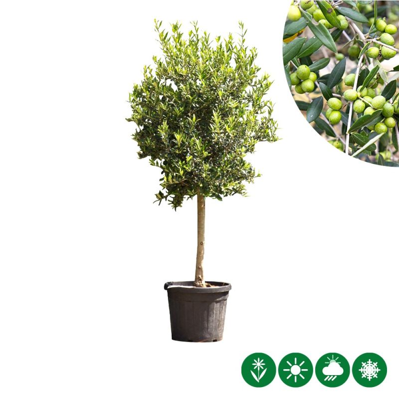 Olea europaea