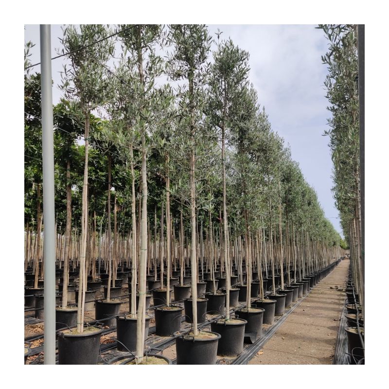 Olea europaea - hoogstam 