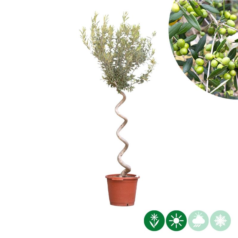 Olea europaea - spiraalvorm