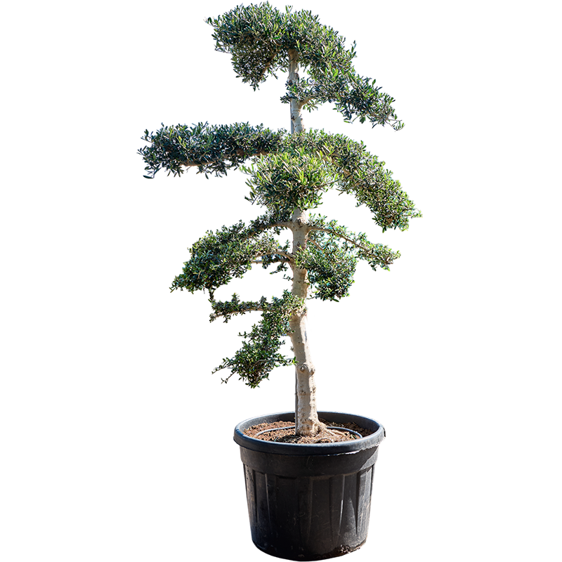 Olea Sylvestris - bonsai