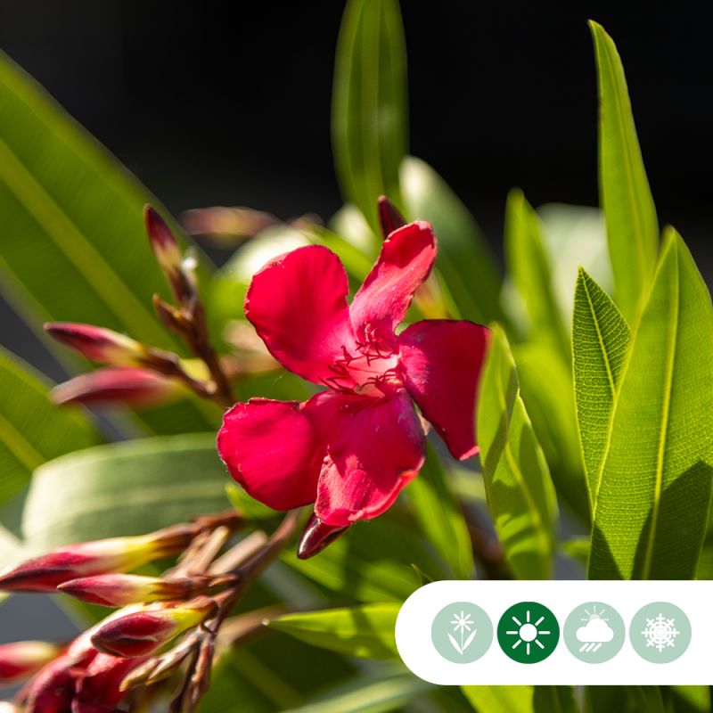 Nerium oleander rood