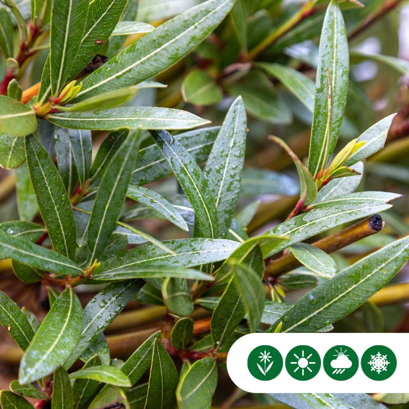 Nerium oleander wit
