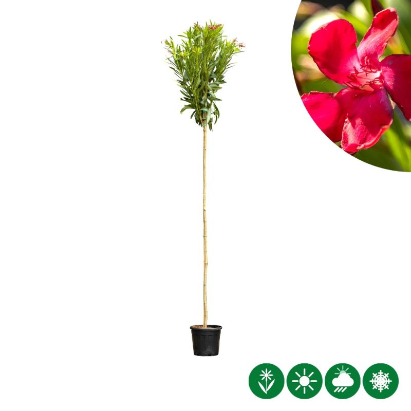 Nerium oleander rood