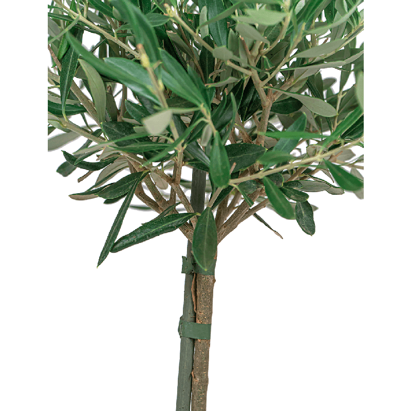 Olea Europaea in Elho Greenville wit