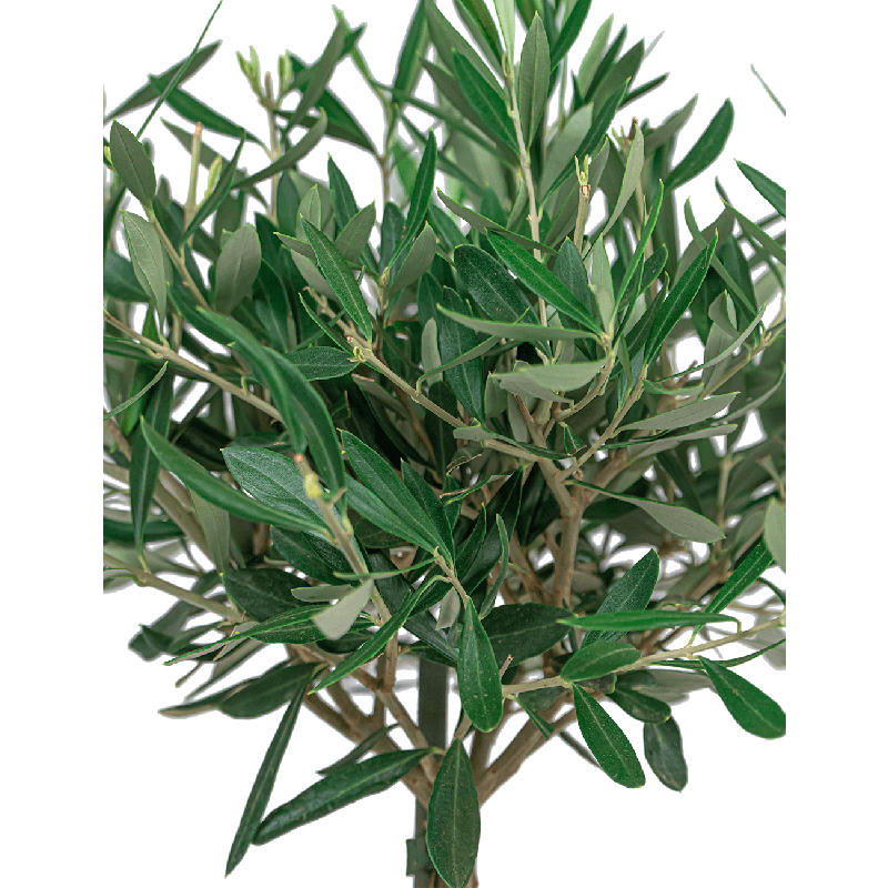 Olea Europaea small in Elho Greenville zwart 