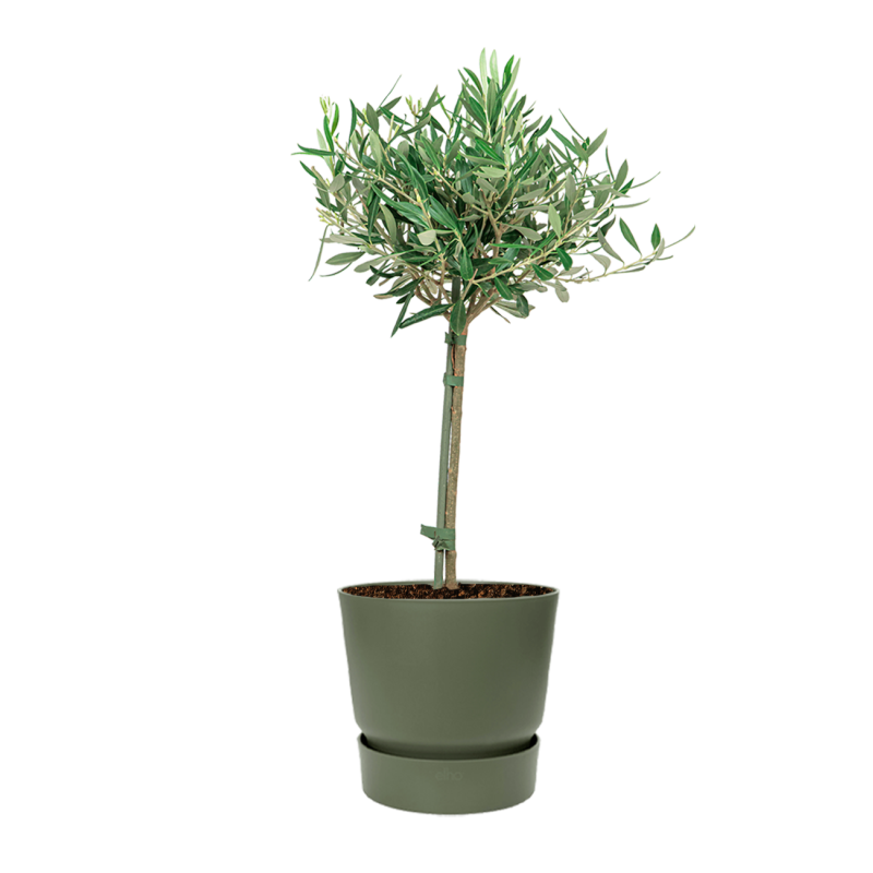 Olea Europaea small in Elho Greenville groen